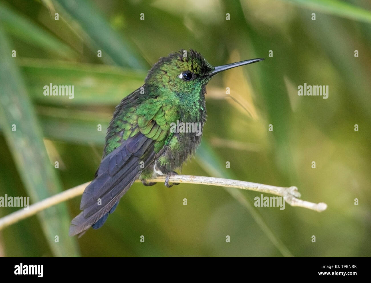 Verde-incoronato brillante, maschio adulto appollaiato sul ramo di albero, Laguna de Lagarto, Costa Rica 2 Aprile 2019 Foto Stock