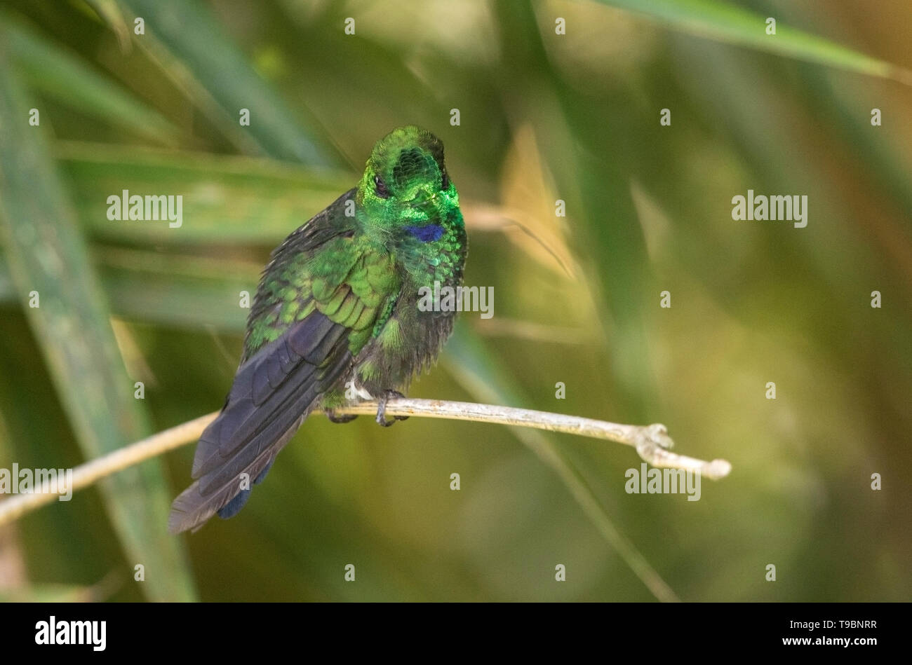 Verde-incoronato brillante, maschio adulto appollaiato sul ramo di albero, Laguna de Lagarto, Costa Rica 2 Aprile 2019 Foto Stock