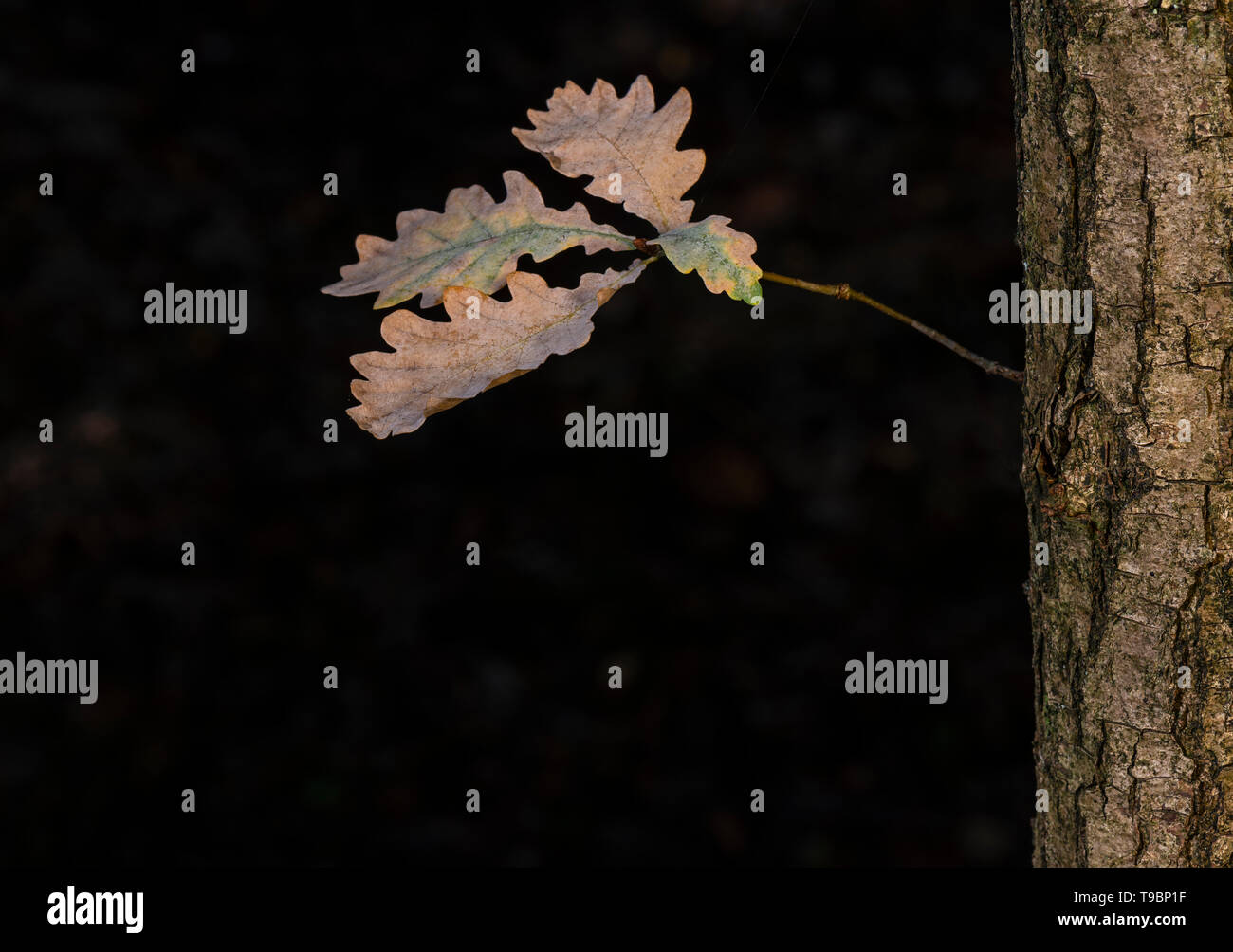 Gli ultimi quattro foglie su un albero di quercia in un autunno-colorato foresta vicino Winterswijk nella provincia Achterhoek in Paesi Bassi Foto Stock