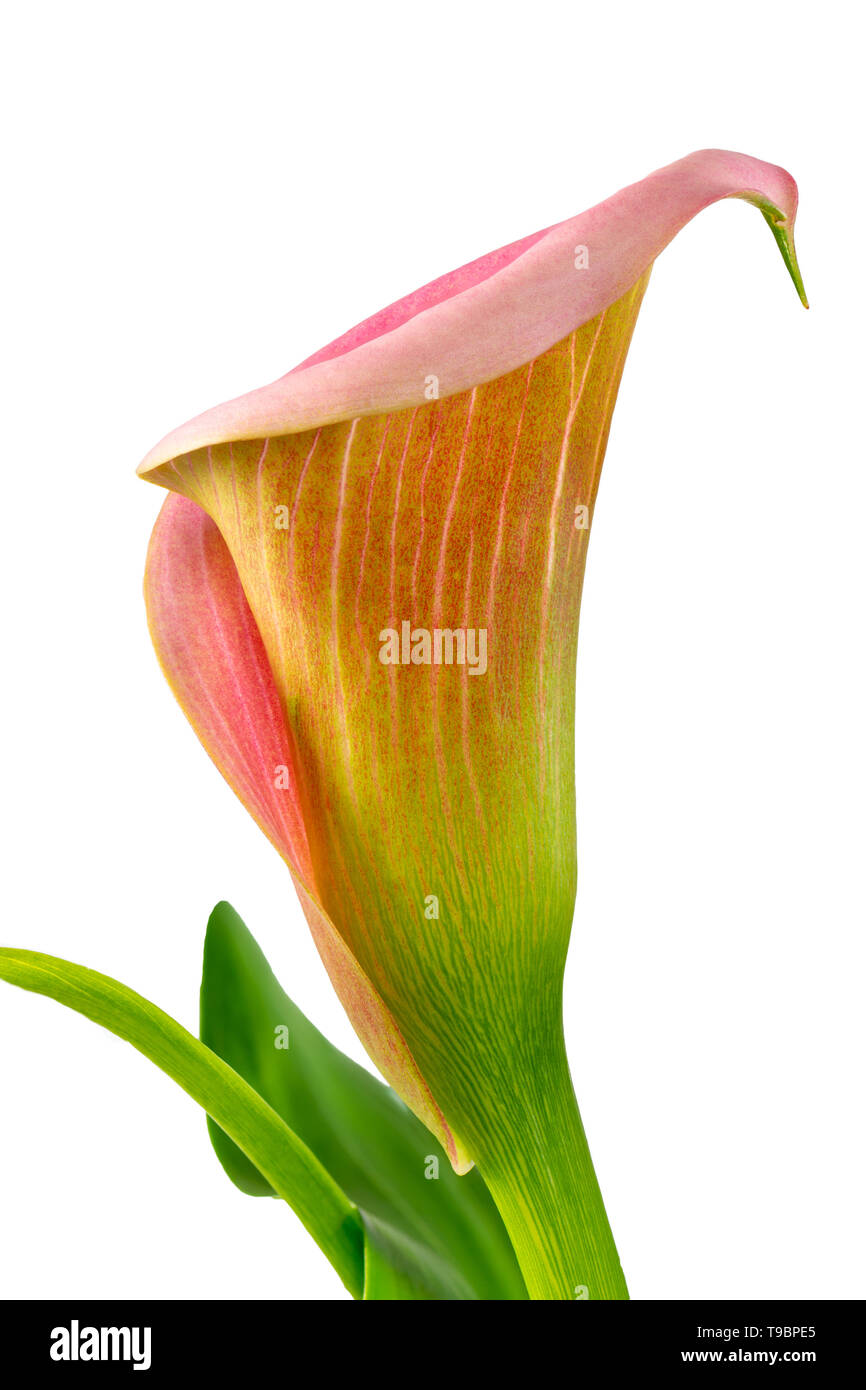 Macro di un fiore isolato di un aurum lilly fiore Foto Stock