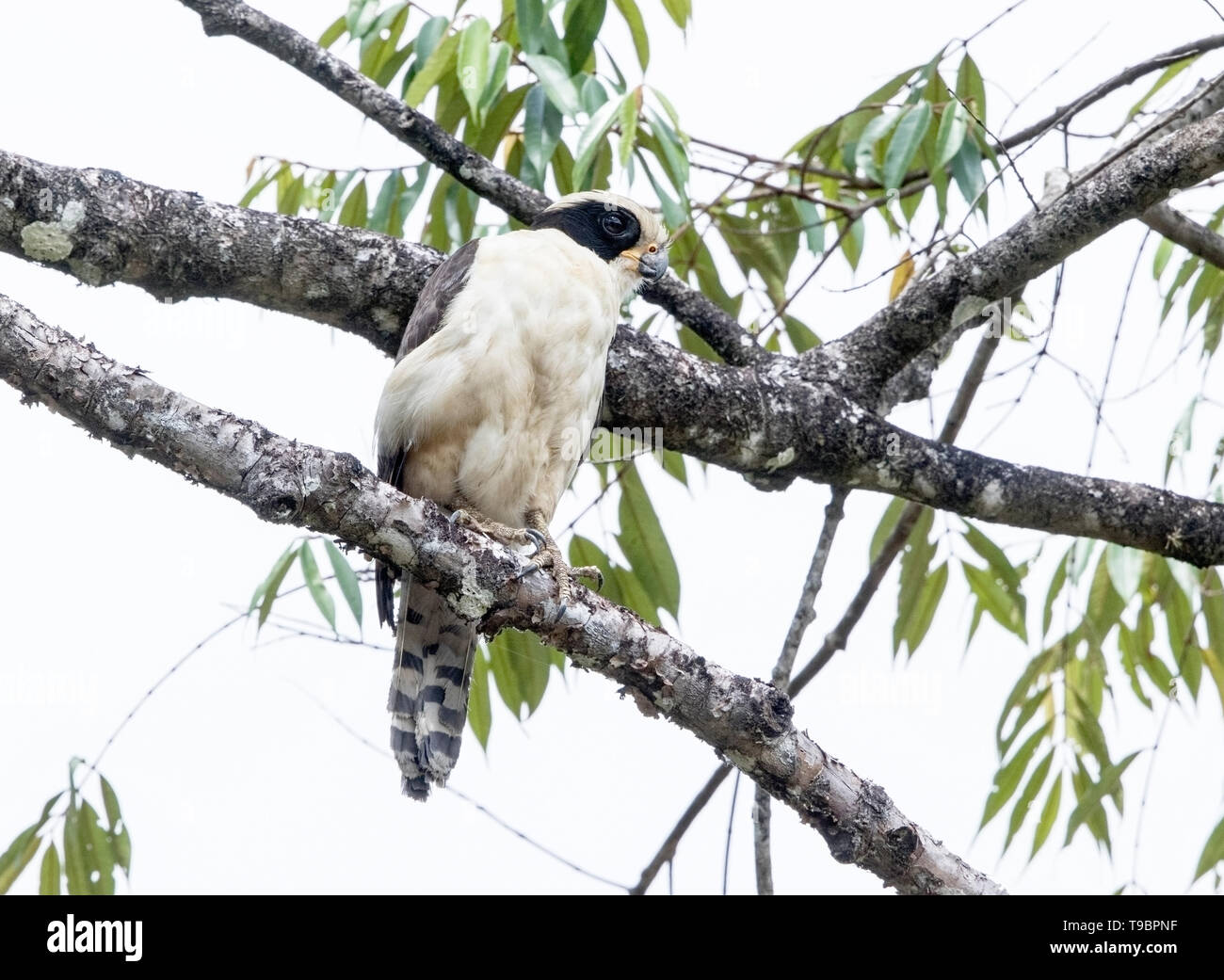 Ridere Falcon, adulti arroccato nella struttura ad albero, Laguna de Lagarto, Costa Rica 1 Aprile 2019 Foto Stock