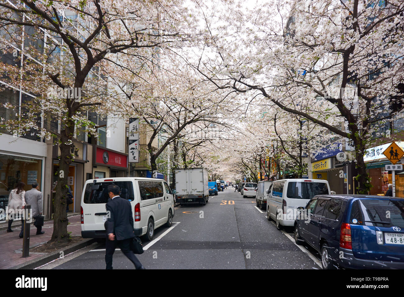 Un uomo attraversa la strada e sakura gli alberi di ciliegio sono in piena fioritura su una strada piena di automobili parcheggiate nel centro di Tokyo, Giappone, su una giornata di primavera. Foto Stock