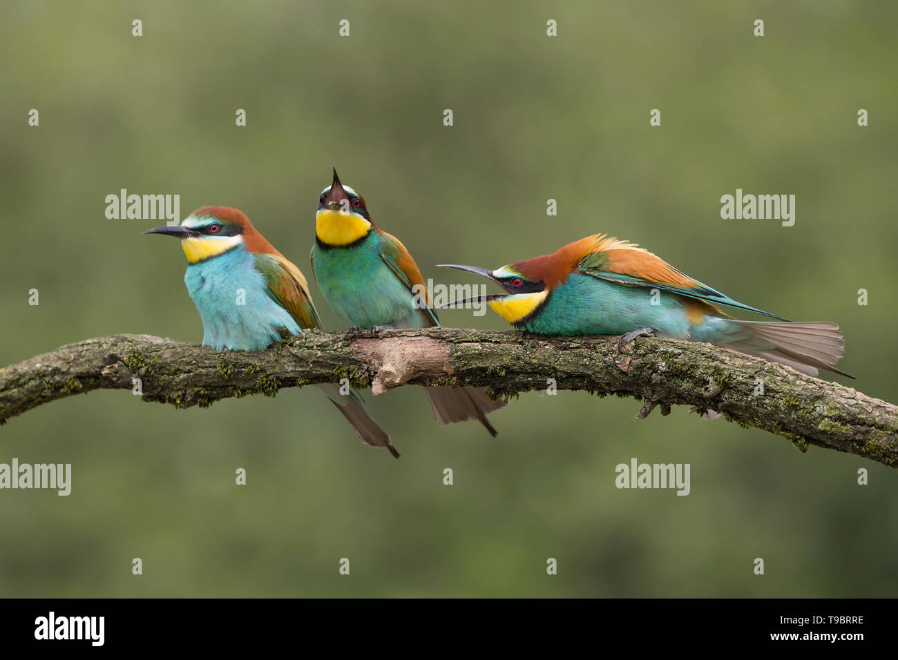 Fight Club, lotta tra Unione gruccioni (Merops apiaster) Foto Stock