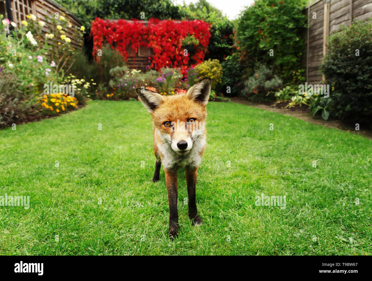 In prossimità di una volpe rossa in giardino con fiori, UK. Foto Stock