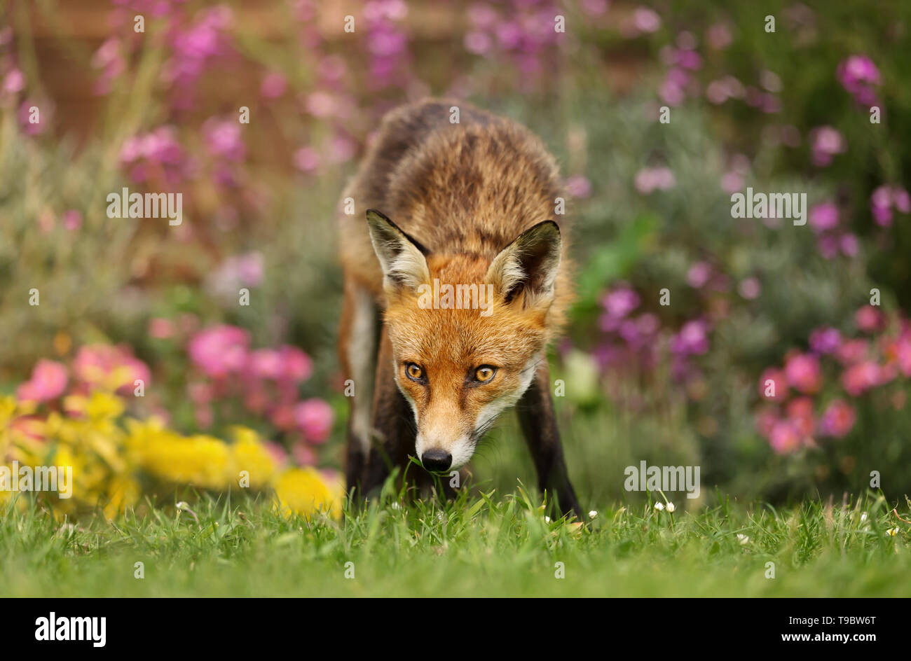 In prossimità di una volpe rossa in giardino con fiori, UK. Foto Stock