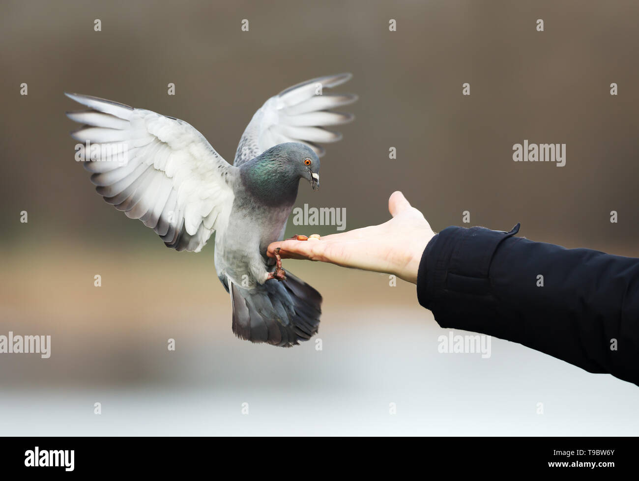 Close up di un Feral pigeon mangiare da mano. Foto Stock