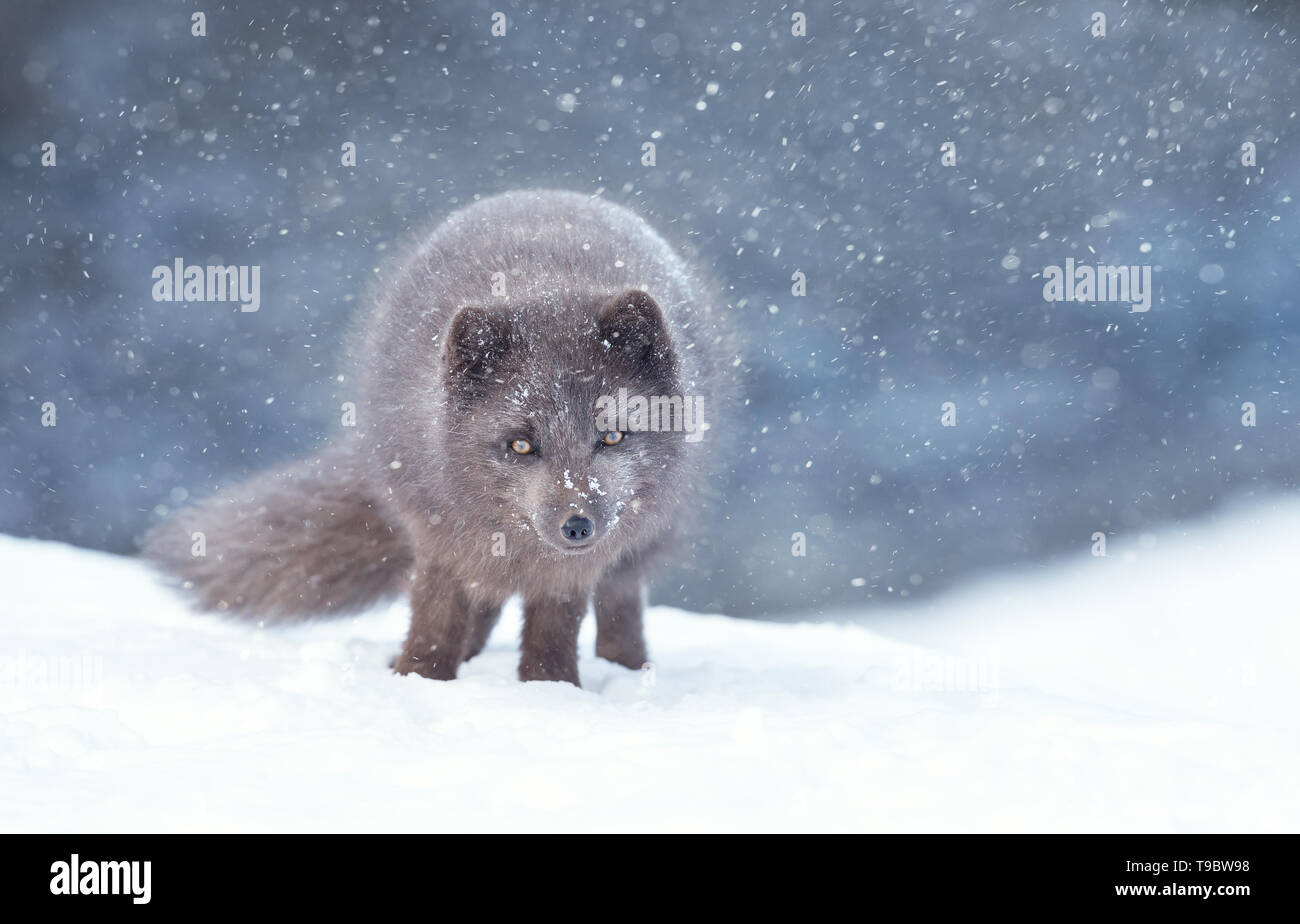 In prossimità di una volpe artica nella caduta di neve, Islanda. Foto Stock