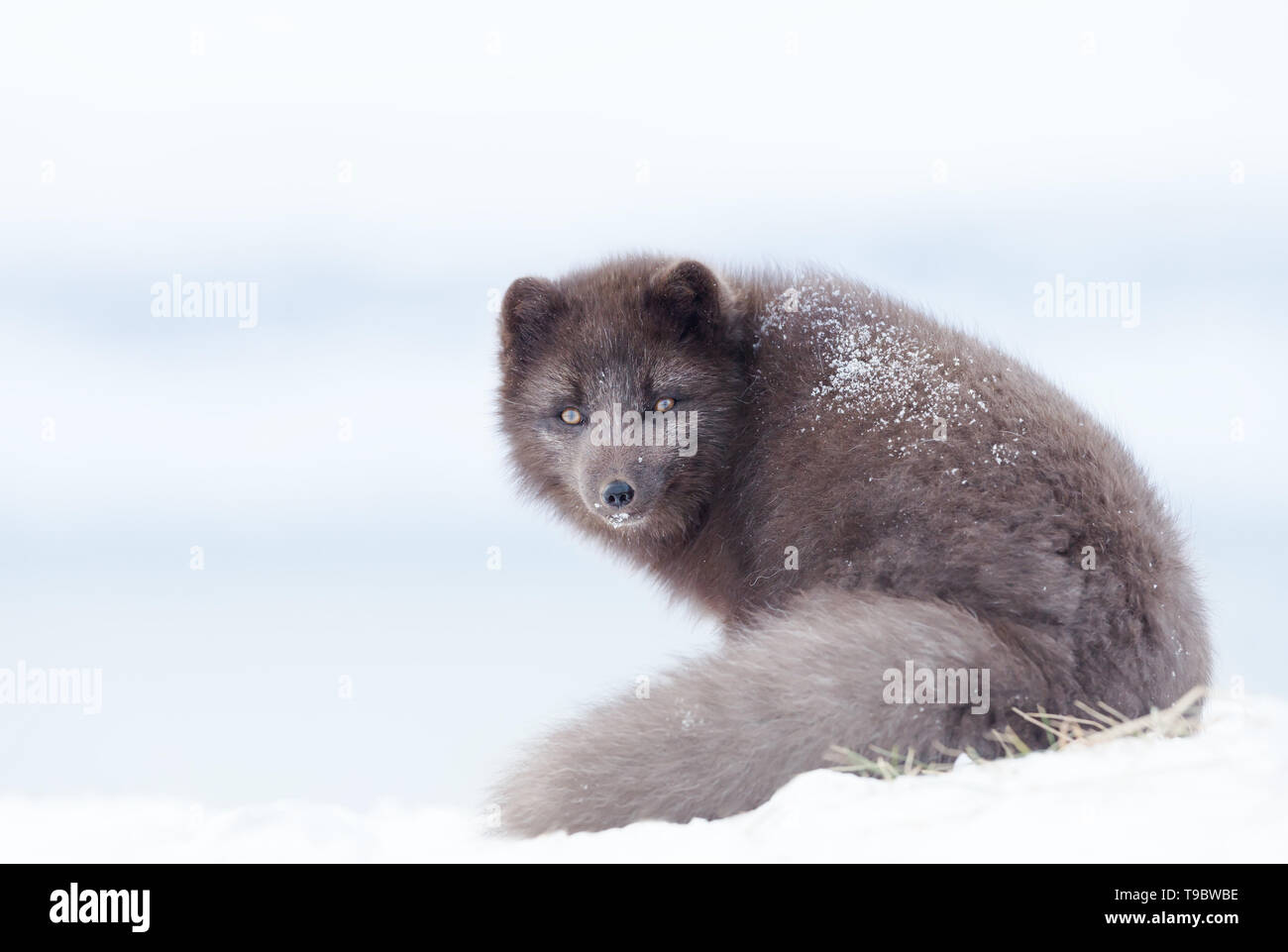 In prossimità di una volpe artica in inverno, Islanda. Foto Stock