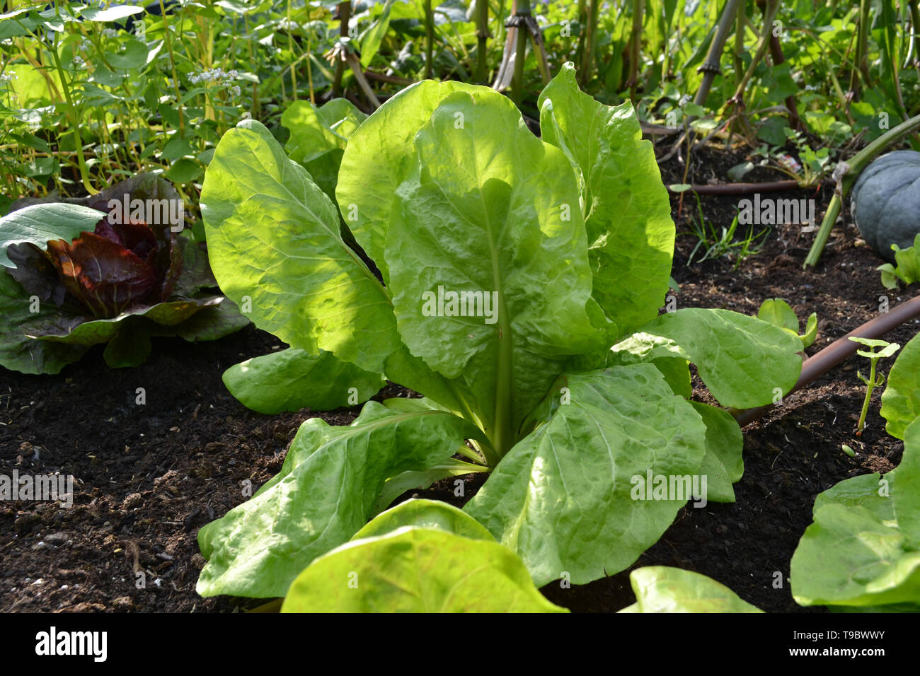 Vista da vicino a un impianto di verde lattuga romana, Romaine o cos in un giardino estivo con zucca verde su nero il suolo morbido sotto la luce del sole. Foto Stock