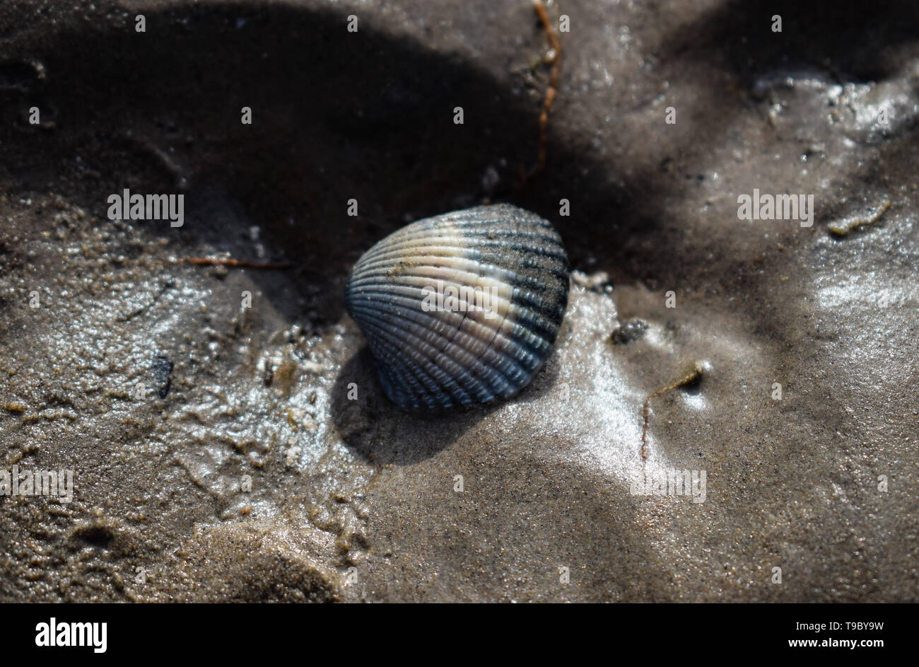 Guscio di colore blu sulla spiaggia Foto Stock