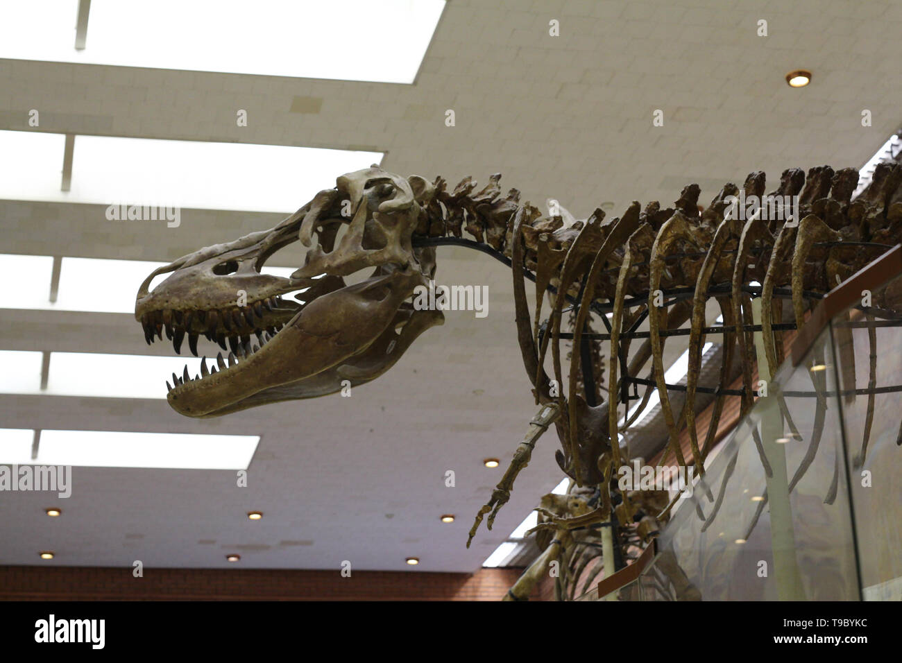 Mosca 05.12.2019: Museo Paleontologico. Teschi e scheletri di dinosauri. Grande dinosauro testa con denti affilati. Paleontologia Foto Stock