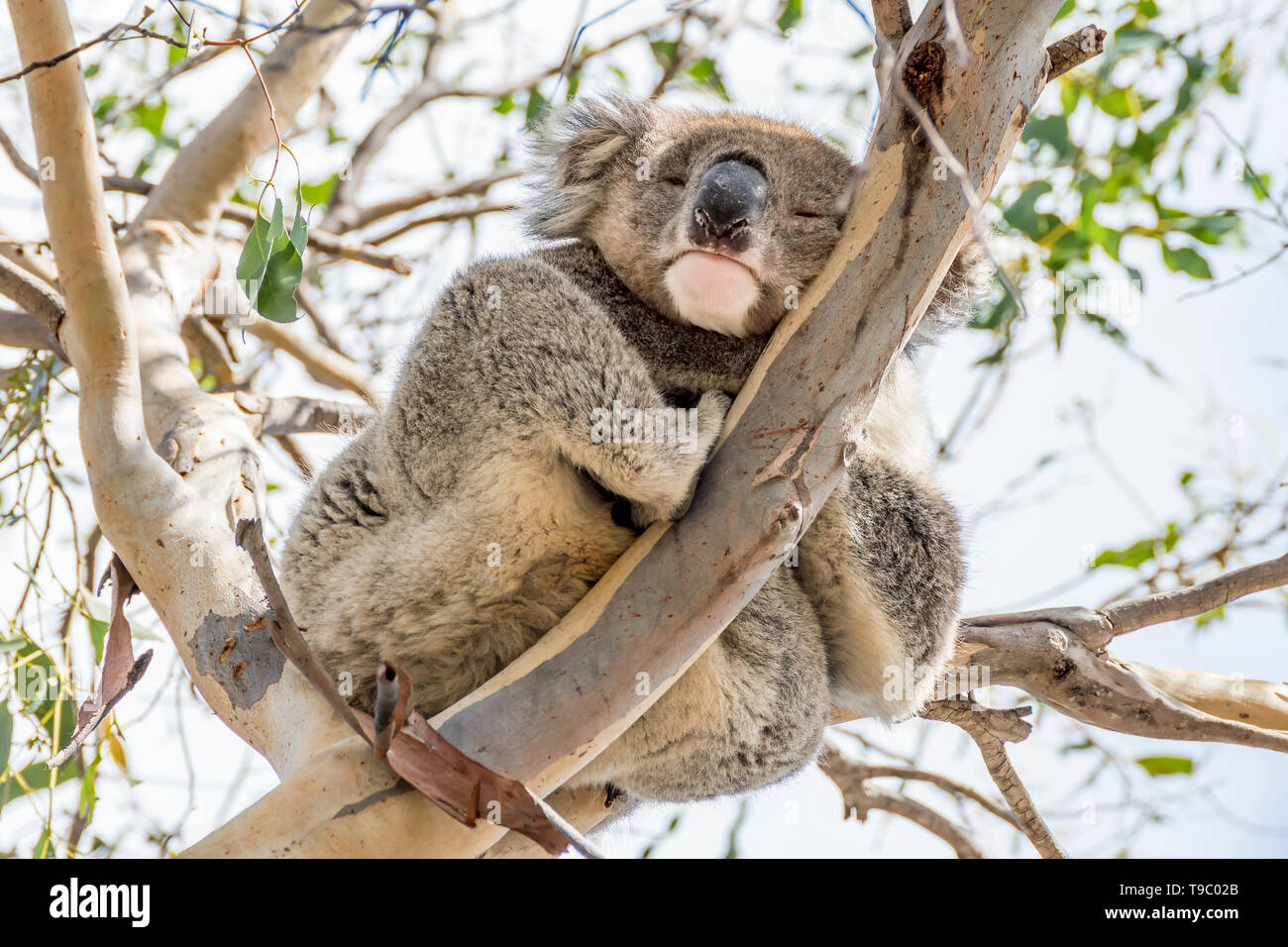 Il Koala aggrappato a un ramo di alto guarda giù con un occhio aperto e uno chiuso, Kangaroo Island, Australia Meridionale Foto Stock