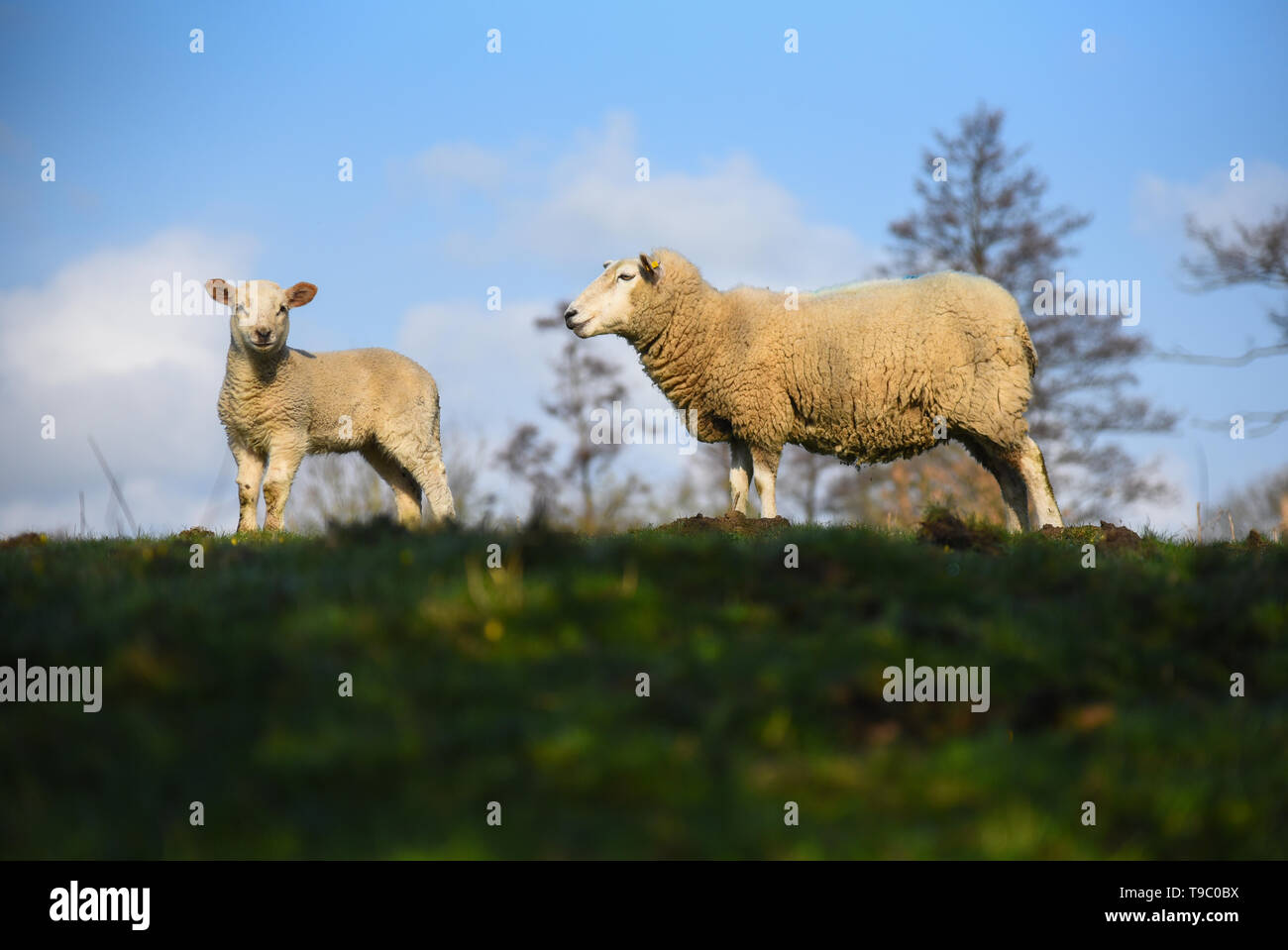 Madre di ovini e il suo lamb Foto Stock