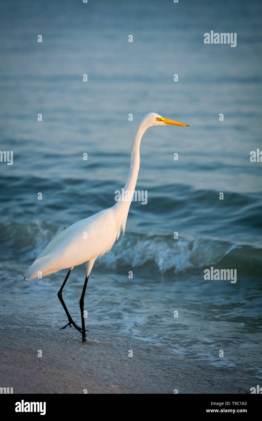 Airone bianco maggiore (Ardea alba), o comune Garzetta su una spiaggia in Southwest Florida, Naples, Florida, Stati Uniti d'America Foto Stock