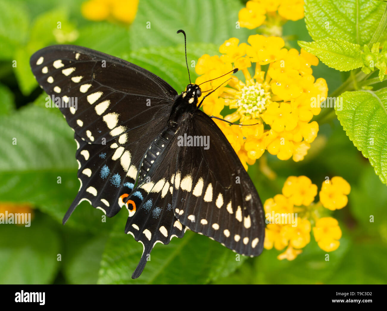 Orientale a coda di rondine nero butterfly alimentazione su un giallo fiore Lantana cluster Foto Stock