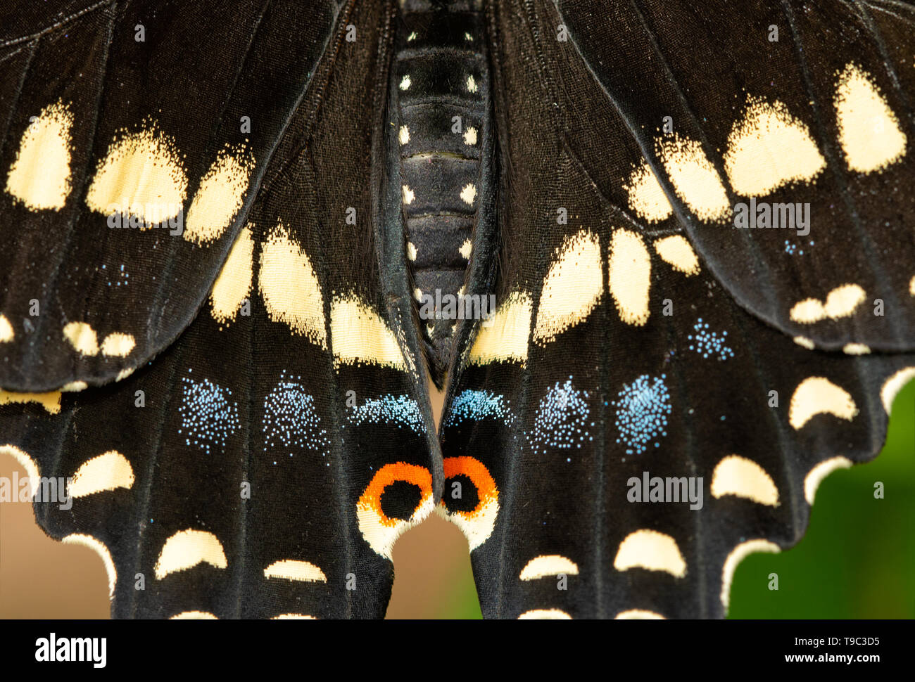 Primo piano di Nero a coda di rondine della Butterfly Wings Foto Stock