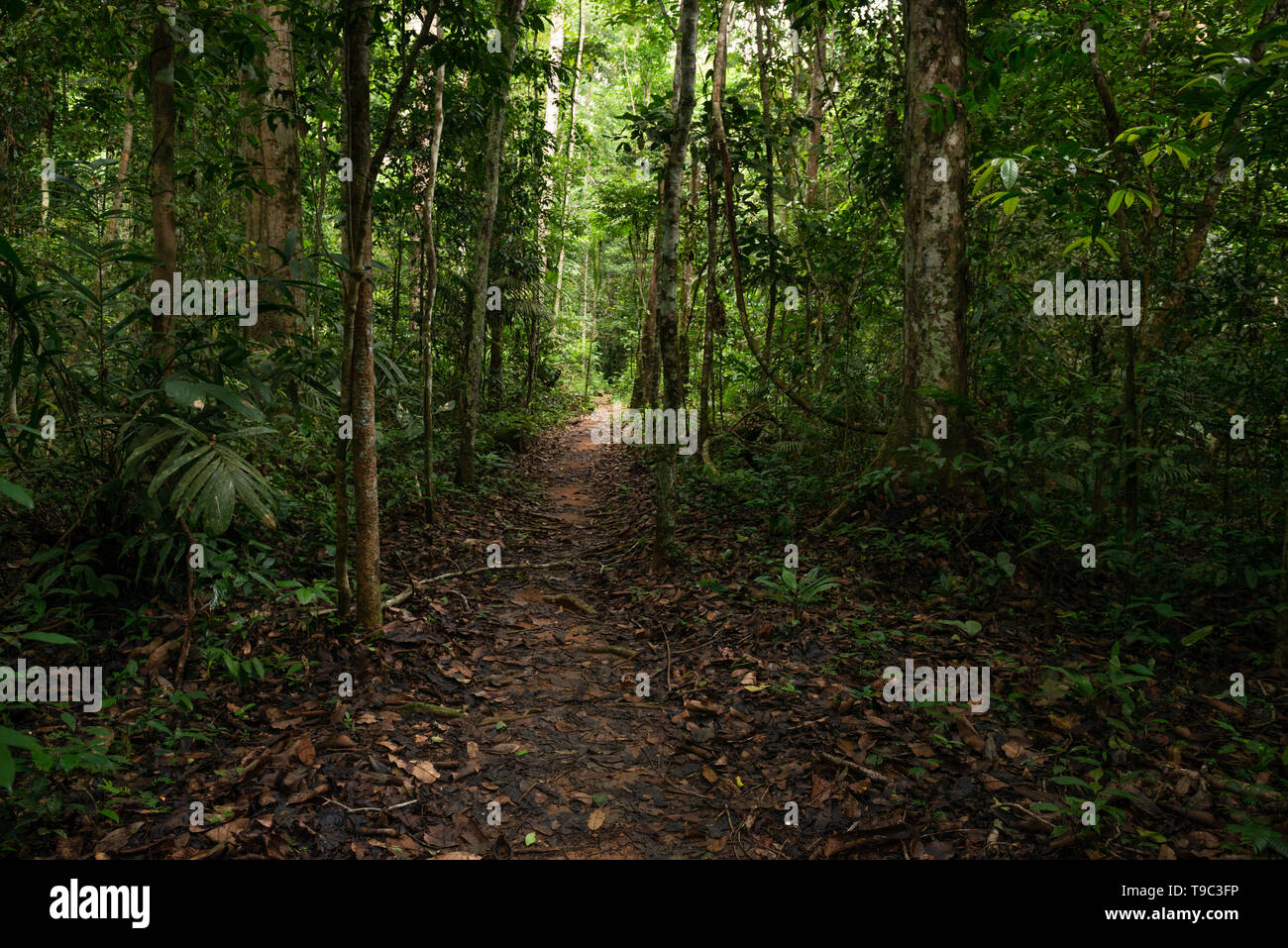 Un sentiero attraverso la foresta pluviale di pianura di Cristalino Lodge, Pará, Brasile Foto Stock