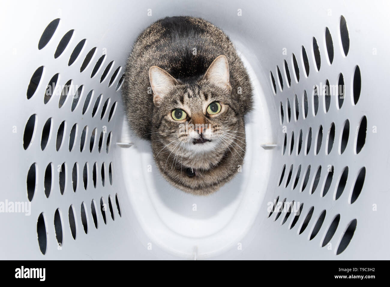 Immagine comica di un brown tabby cat seduto in una lavanderia ostacolare, guardando verso l'alto Foto Stock