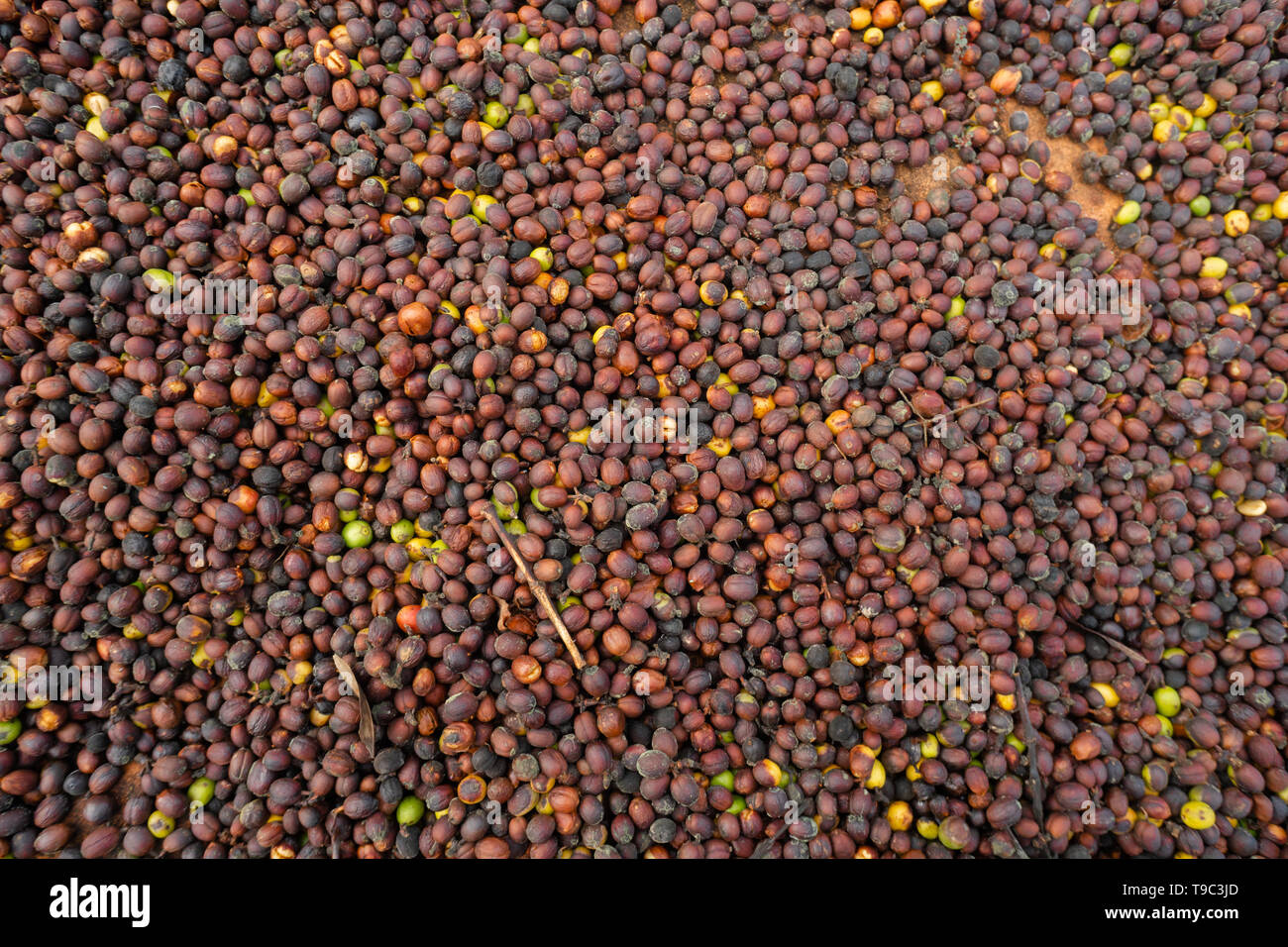 Chicchi di caffè essiccazione su una fattoria brasiliana Foto Stock