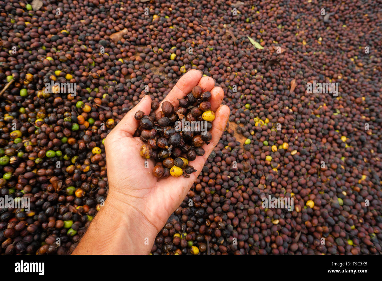 Chicchi di caffè essiccazione su una fattoria brasiliana Foto Stock