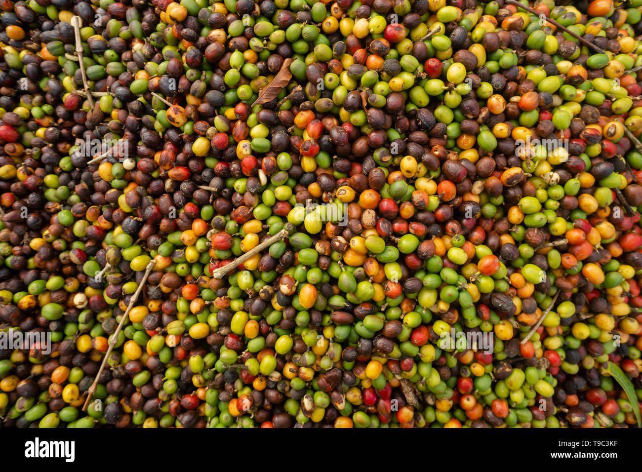 Chicchi di caffè essiccazione su una fattoria brasiliana Foto Stock