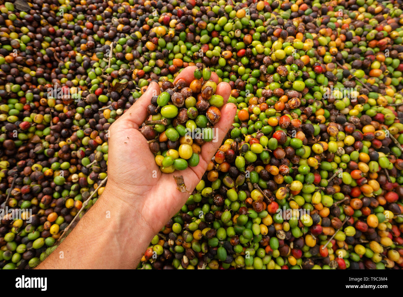 Chicchi di caffè essiccazione su una fattoria brasiliana Foto Stock