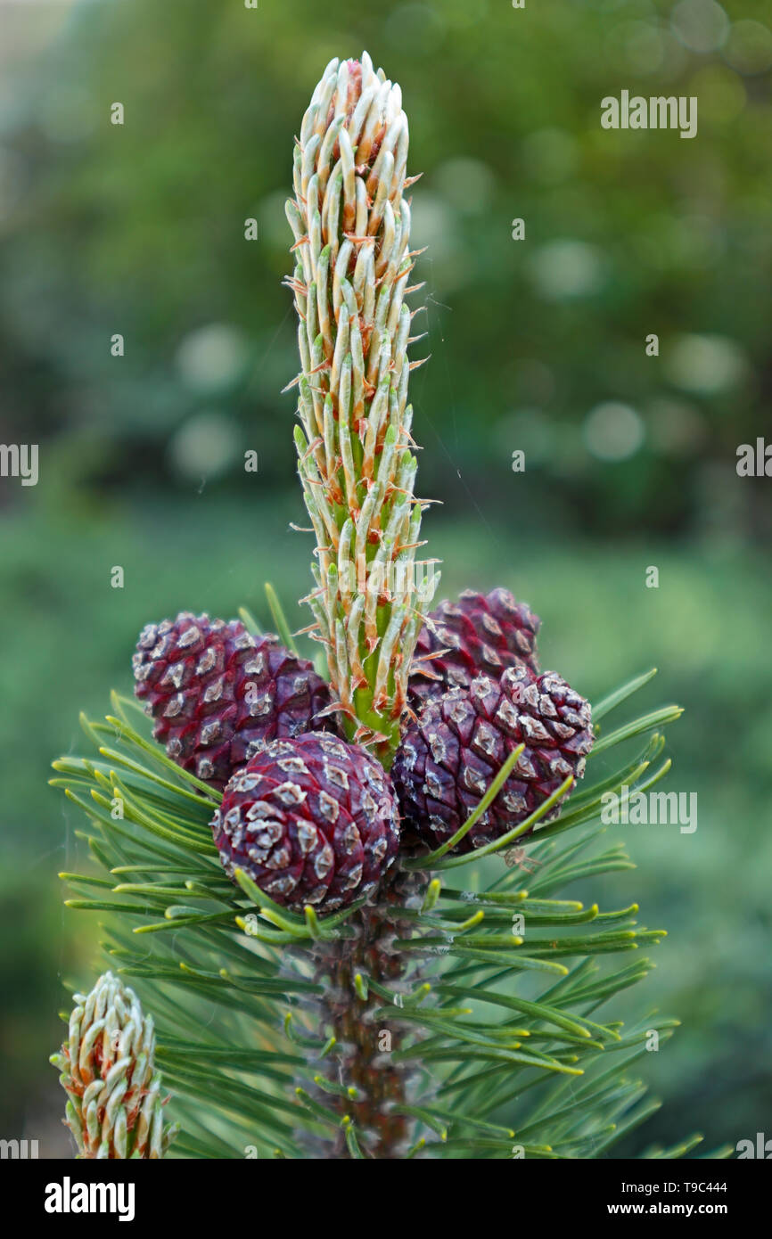 Il pino mugo coni in primavera - Pinus mugo - P. mugo Foto Stock