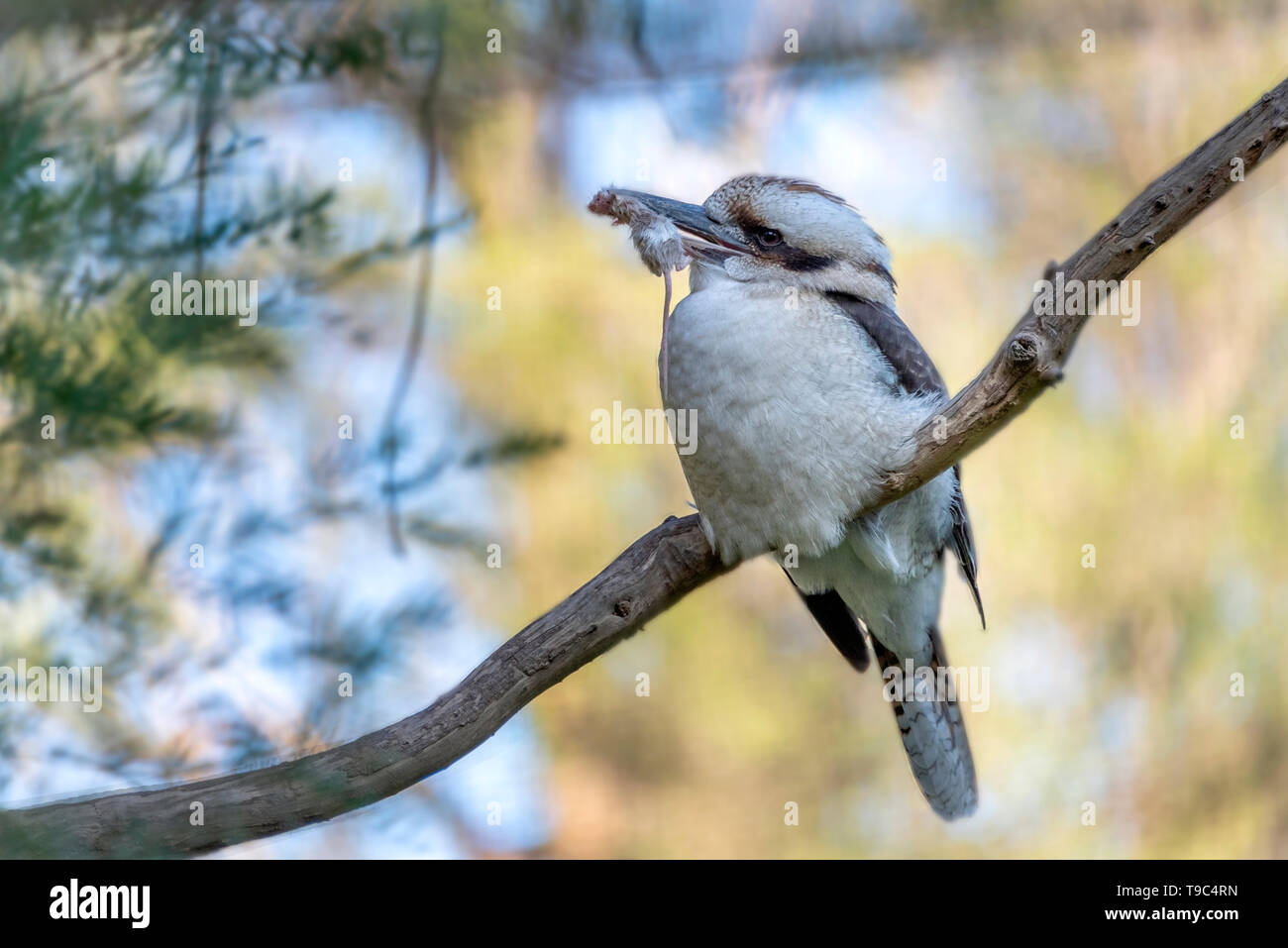 Questo Kookaburra ha riesce a catturare lui stesso un mouse per la cena. Foto Stock