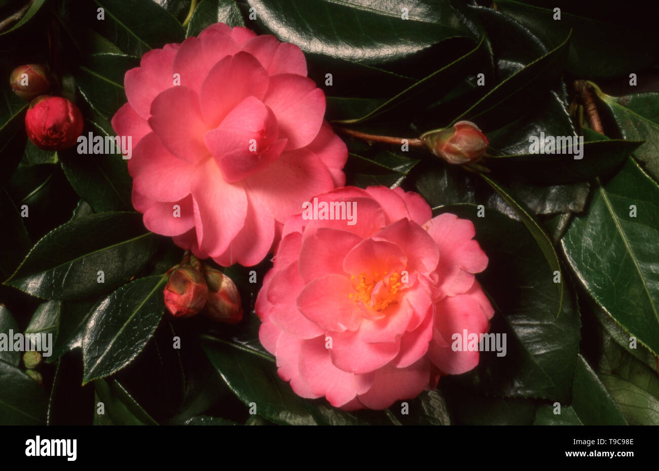 PRIMA VISTA DI FIORI ROSI E FOGLIE LUCIDE DELLA CAMELLIA OLEIFERA (CAMELLIA OLE) CONOSCIUTA ANCHE COME ROSA D'INVERNO O CAMELLIA GIAPPONESE. AUSTRALIA. Foto Stock