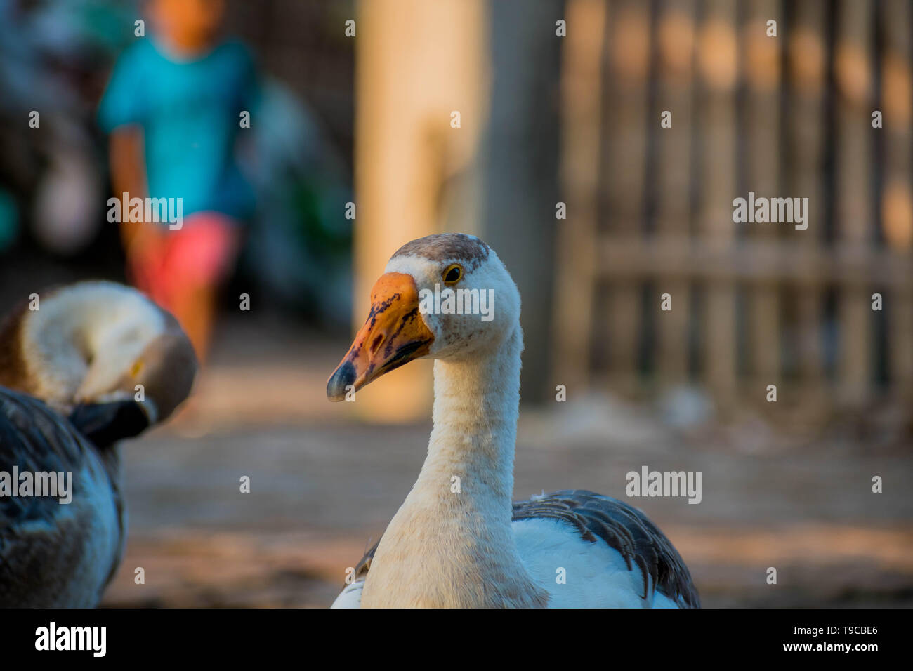 I cigni sono uccelli della famiglia anatidi all'interno del genere Cygnus. Gli swans' parenti più prossimi includono le oche e anatre. I cigni sono raggruppati con la c Foto Stock