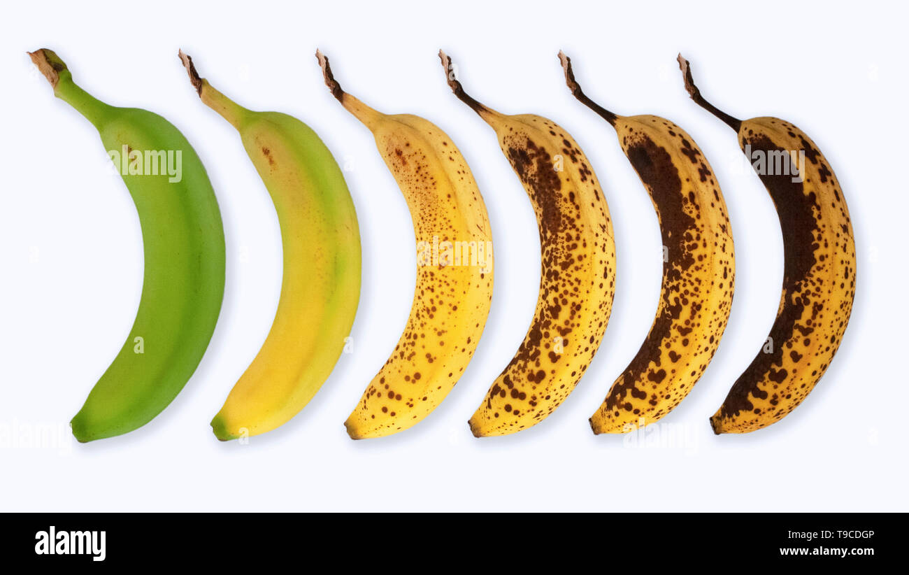 Il processo di invecchiamento illustrato con un invecchiamento della banana Foto Stock