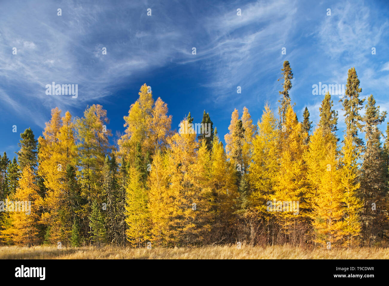 La foresta boreale di Nero Abete (Picea mariana) e larice orientale / tamarack (Larix laricina) nel colore di autunno orecchio Falls Ontario Canada Foto Stock