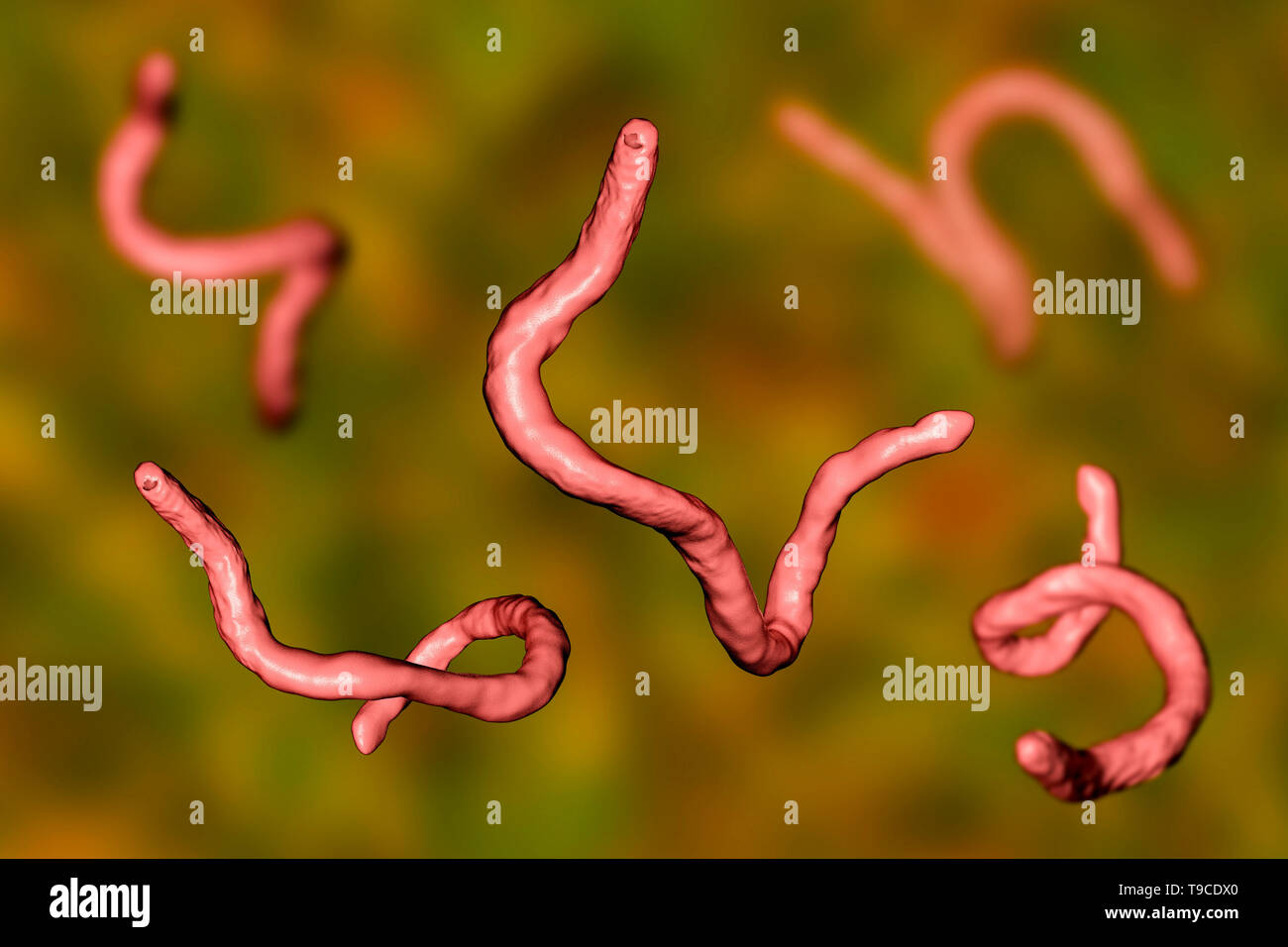 Ancylostoma hookworm, illustrazione Foto Stock