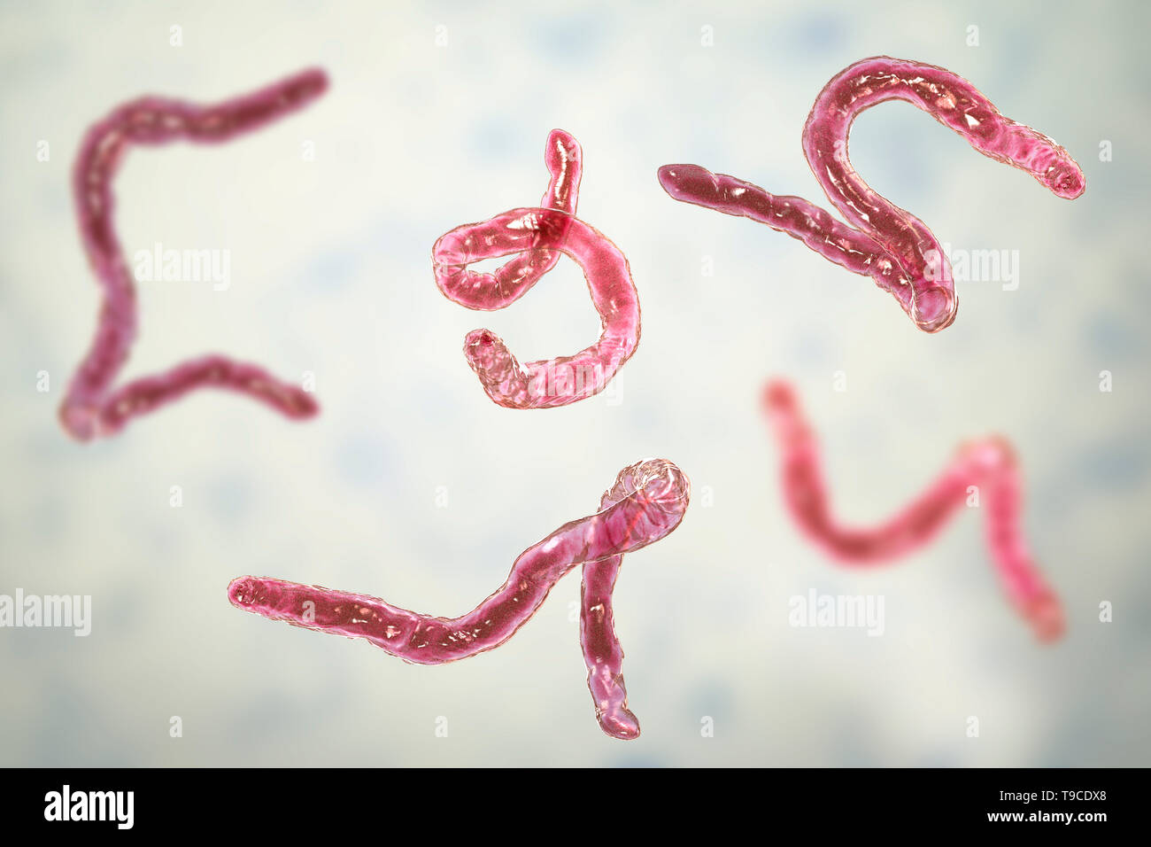 Ancylostoma hookworm, illustrazione Foto Stock