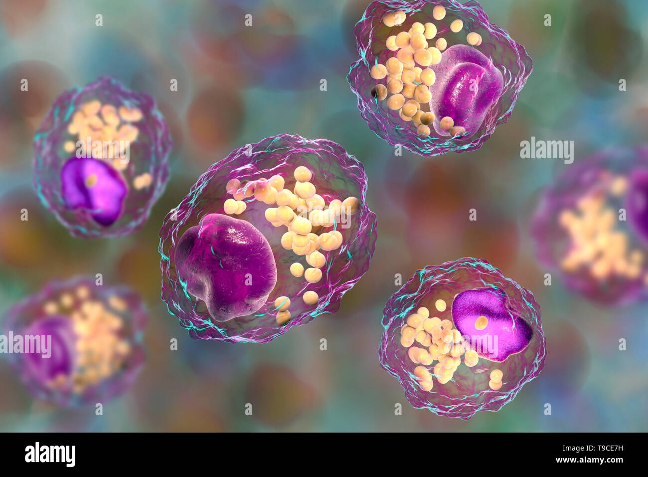 Schiuma di macrofago cellula, illustrazione Foto Stock