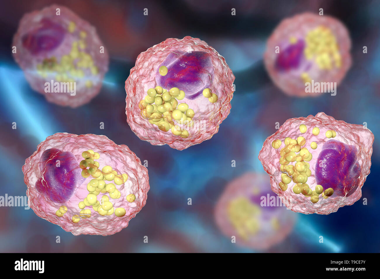 Schiuma di macrofago cellula, illustrazione Foto Stock