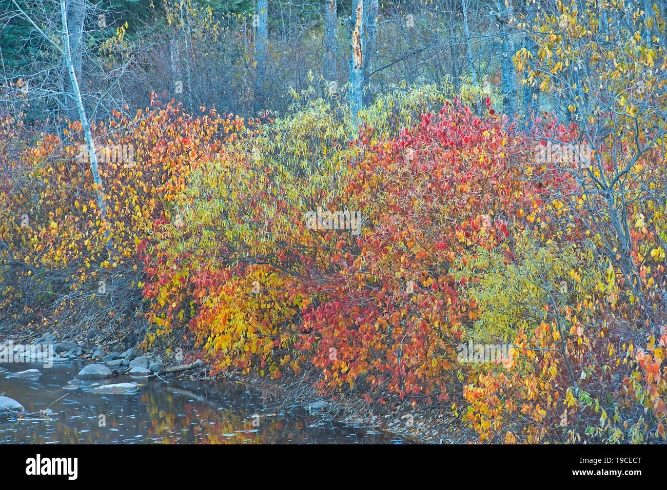 Colori dell'Autunno lungo il fiume Kaministiquia Kakabeka Falls Provincial Park Ontario Canada Foto Stock