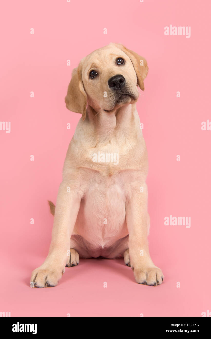 Blonde labrador retriever guardando la telecamera seduta su un sfondo rosa Foto Stock