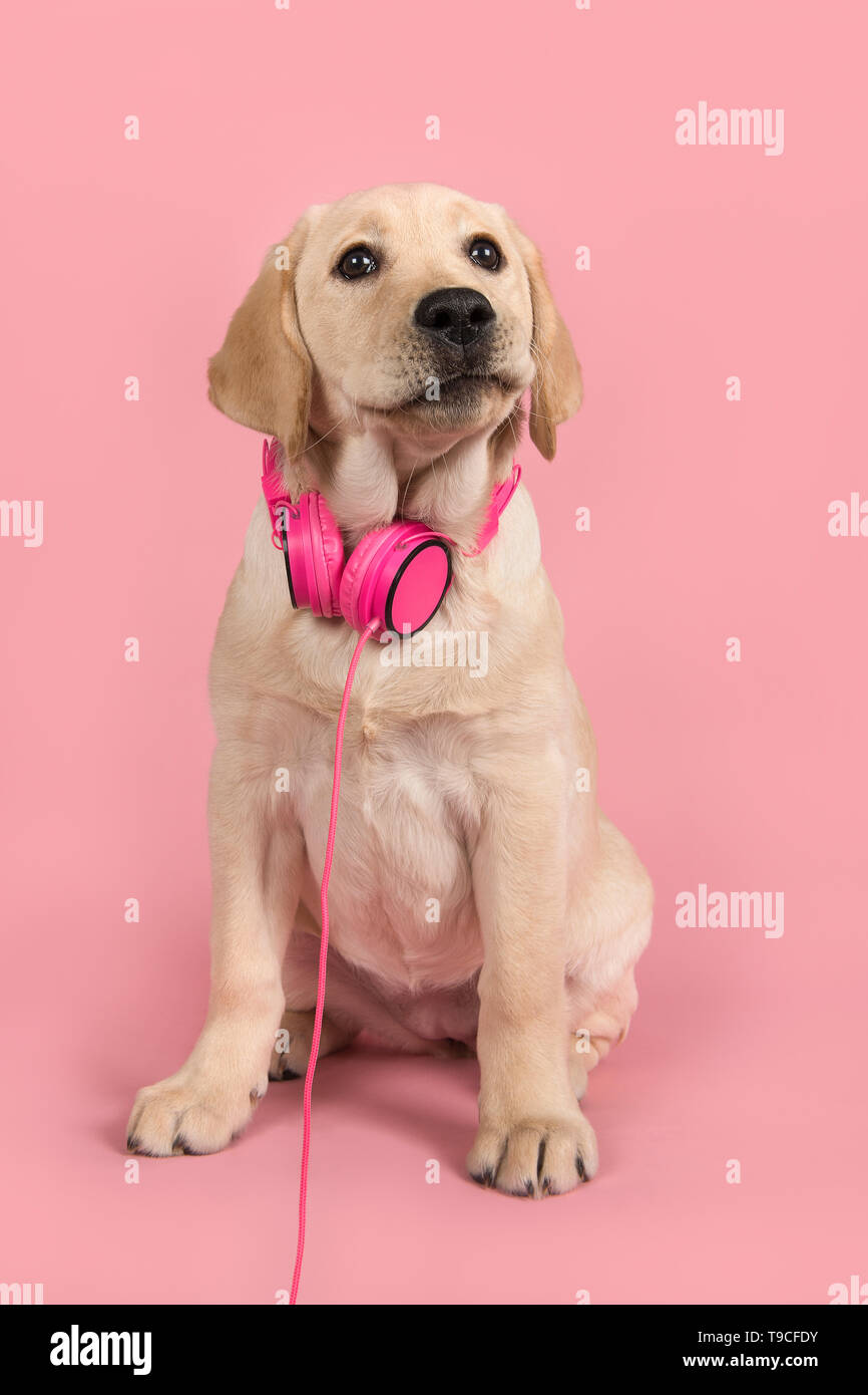 Carino biondo labrador retriever con cuffie rosa su sfondo rosa Foto Stock