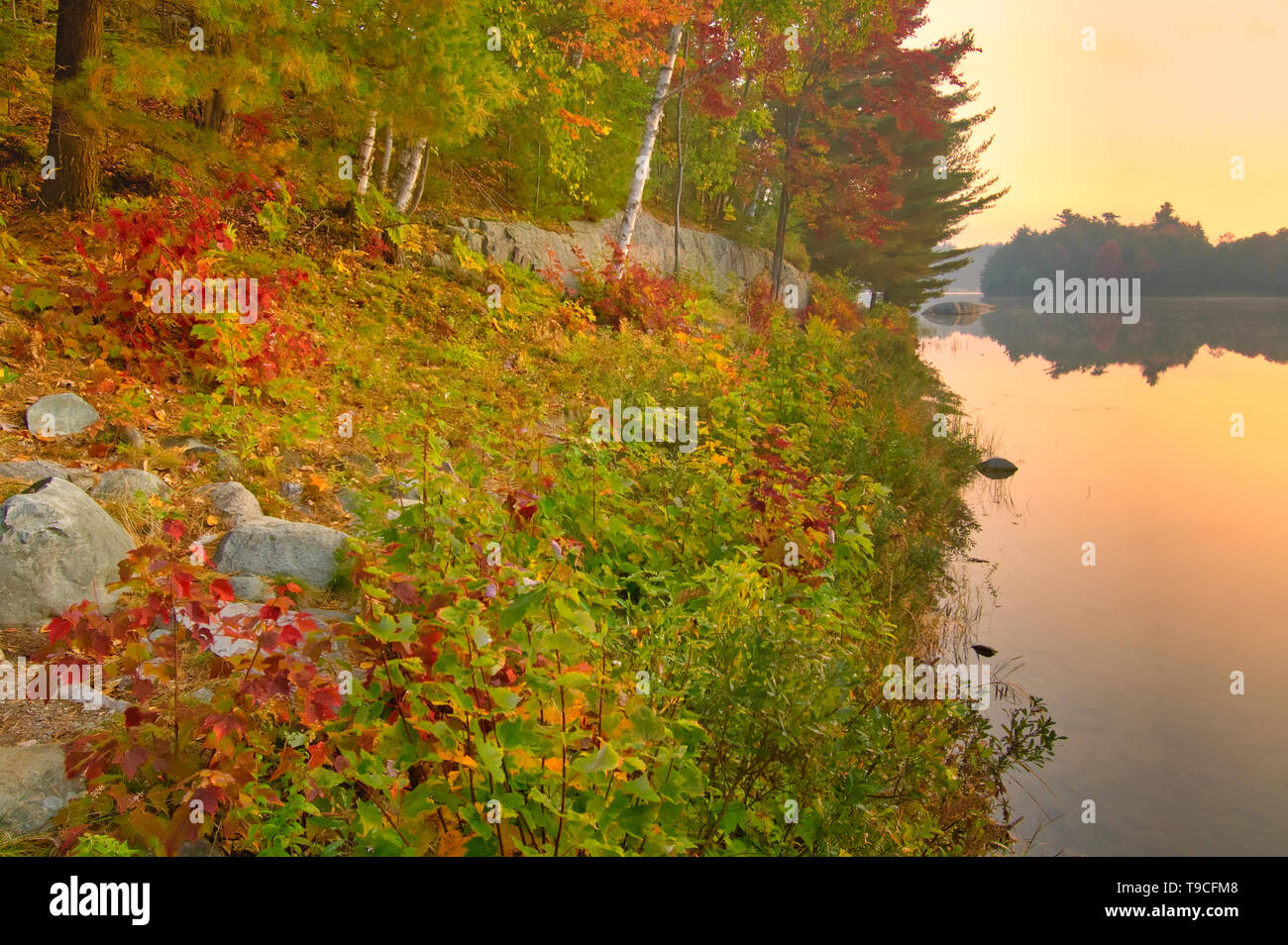 I colori autunnali lungo George lago Killarney Provincial Park Ontario Canada Foto Stock