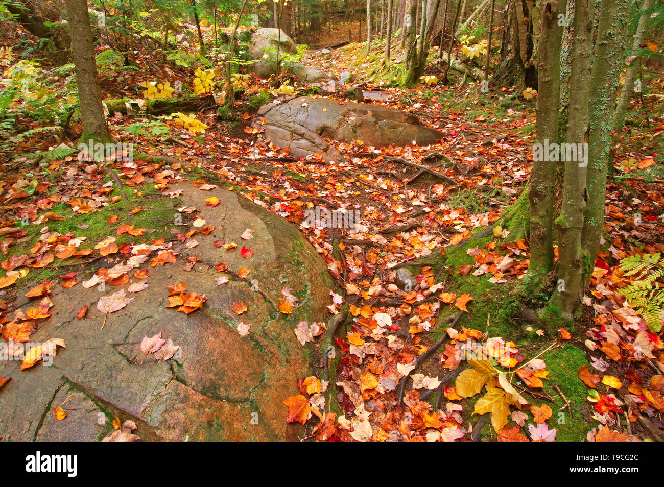 I colori autunnali lungo la cresta di granito sentiero Killarney Provincial Park Ontario Canada Foto Stock