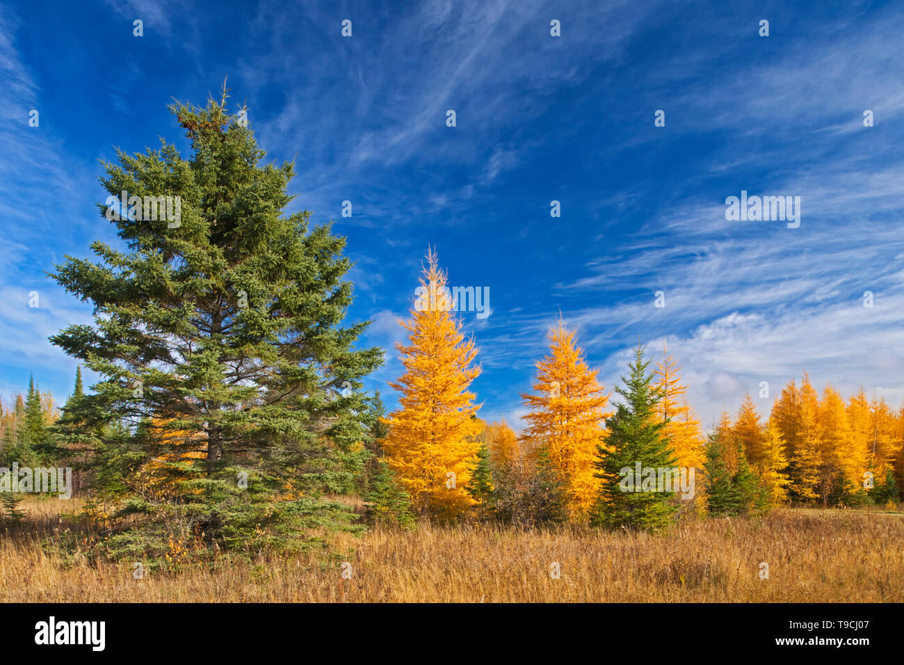 Larice orientale / tamarack (Larix laricina) nel colore di autunno Morson Ontario Canada Foto Stock