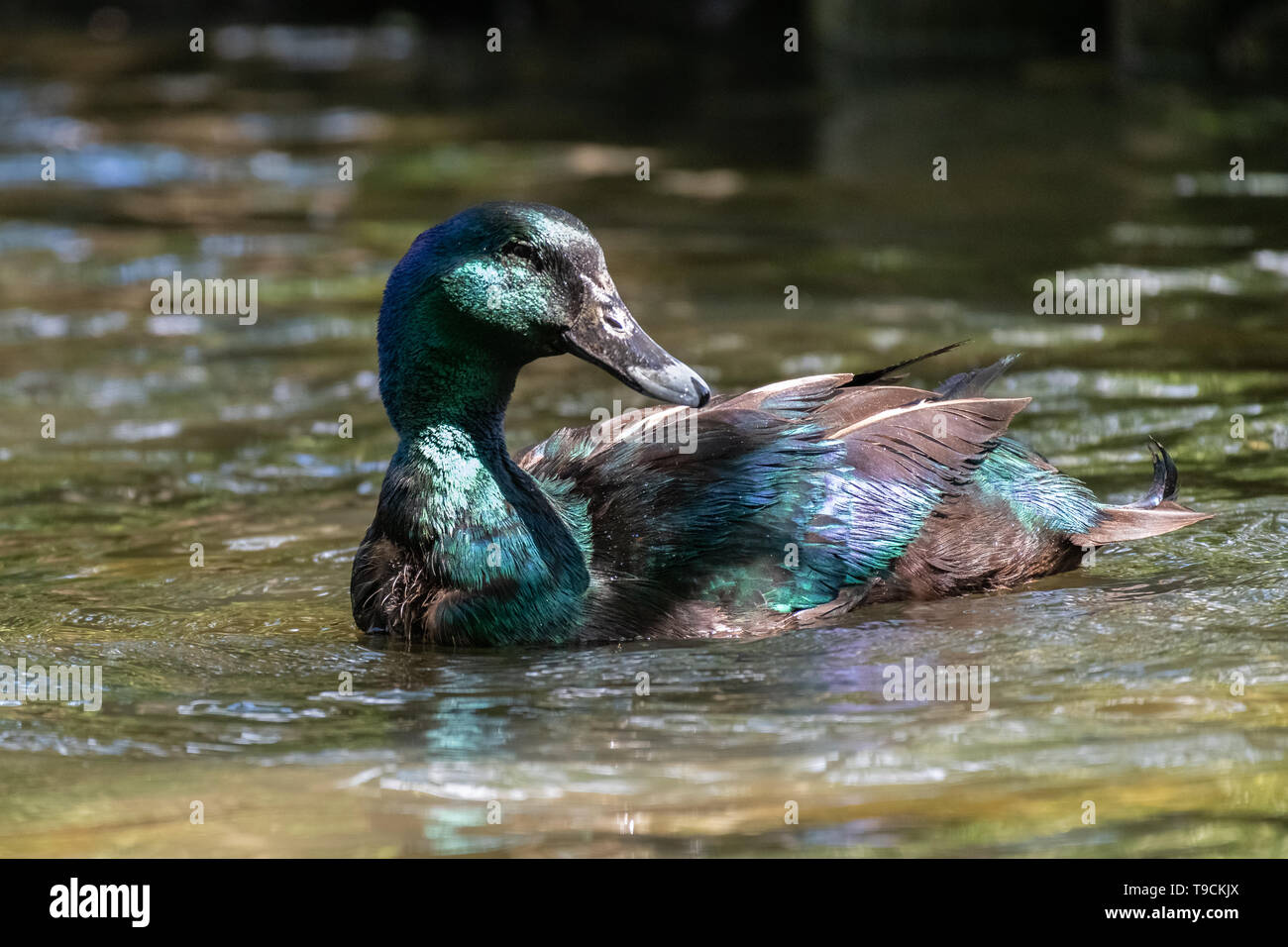 Cayuga anatra in wild Foto Stock