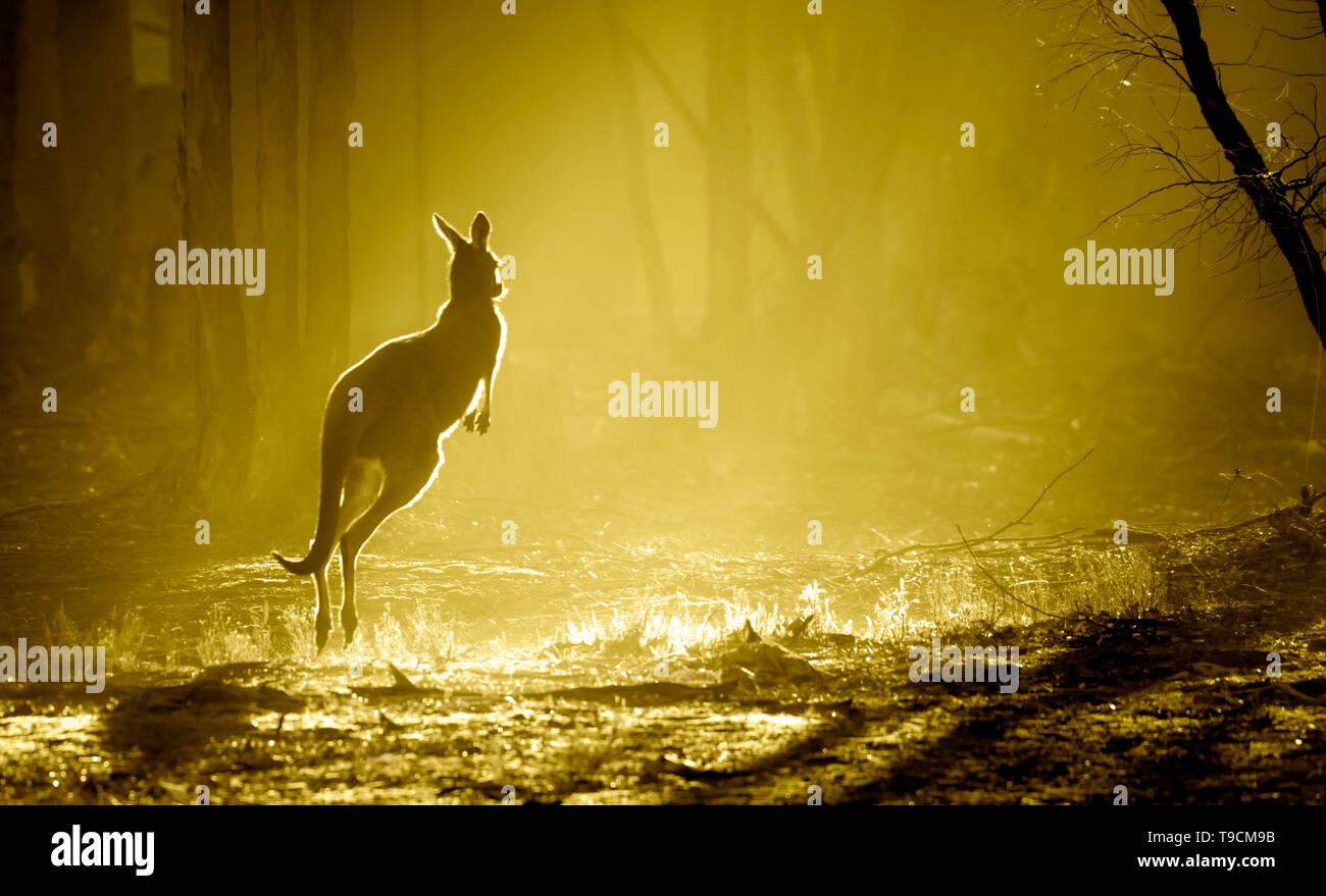 Canguro elettrico di Sunrise Foto Stock