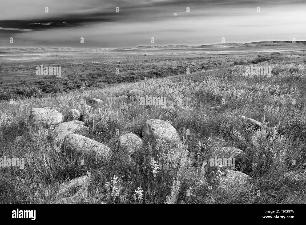Paesaggio delle praterie, pascoli del Parco Nazionale, Saskatchewan, Canada Foto Stock