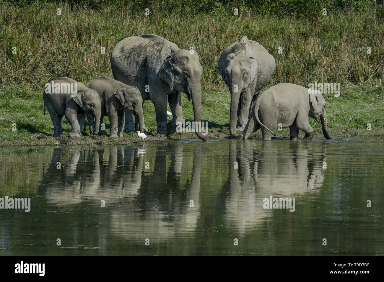 Una famiglia assetata di elefante asiatico (Elephas maximus) Foto Stock