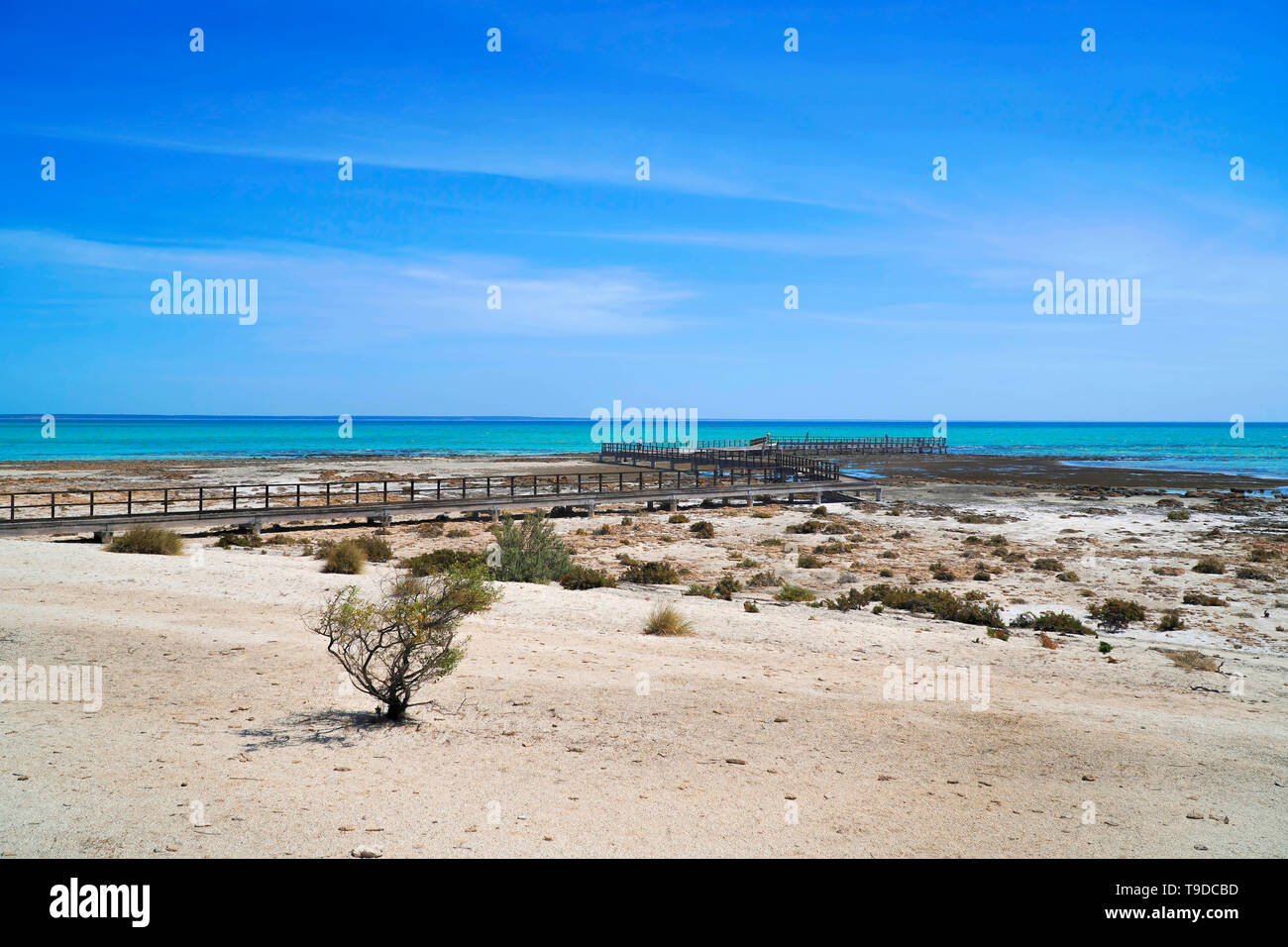 Hamelin Pool Riserva Marina Naturale è protetto da una riserva naturale marina si trova nel Patrimonio Mondiale UNESCO-elencati di Shark Bay Foto Stock