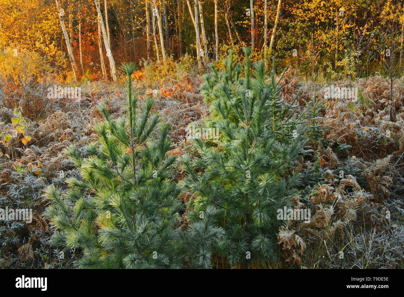 La brina su alberi, alberelli Killarney Provincial Park, Ontario, Canada Foto Stock