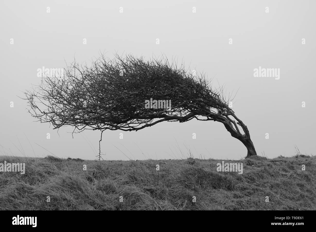 Un unico albero piegate, alterate da forti venti costiere. Paesaggio monocromatico fotografia in bianco e nero. Foto Stock