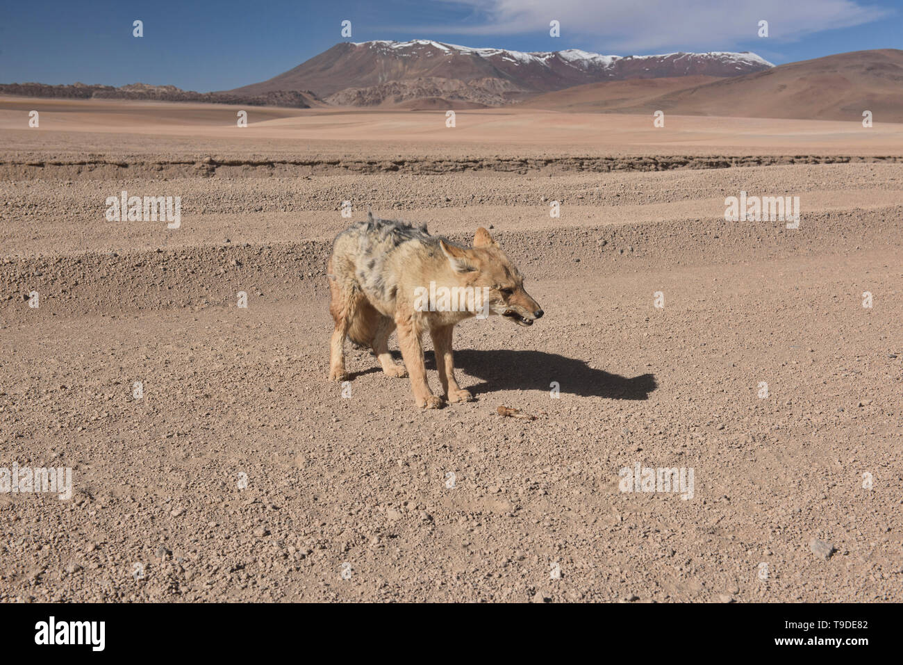 Fox andina (Lycalopex culpaeus), Salar de Uyuni, Bolivia Foto Stock